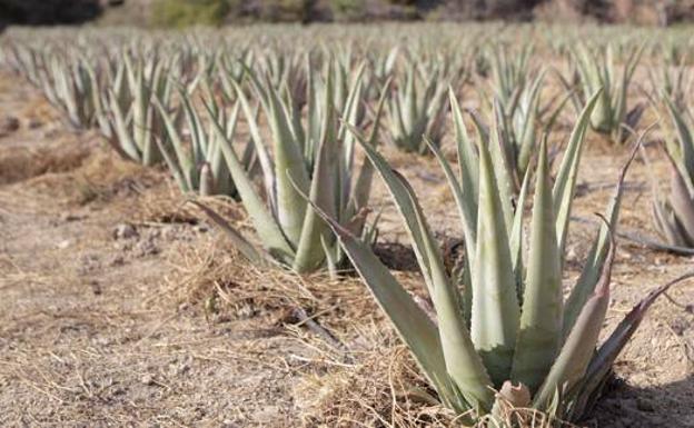 Aloe vera para adelgazar opiniones Aloe vera para adelgazar opiniones
